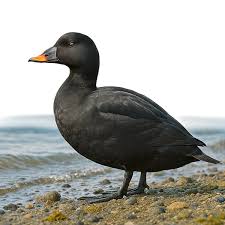 Attēlu rezultāti vaicājumam “Melanitta nigra”