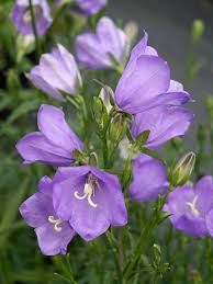 Image result for Campanula persicifolia