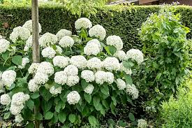 Attēlu rezultāti vaicājumam “Hydrangea arborescens subsp. discolor”