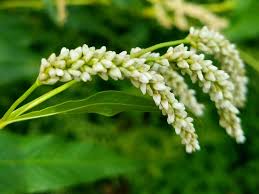 Attēlu rezultāti vaicājumam “Persicaria lapathifolia flower”