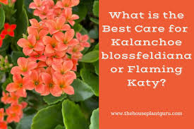 Image result for Kalanchoe blossfeldiana
