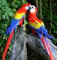 Scarlet Macaw The Largest and Beutiful Parrots in World ...