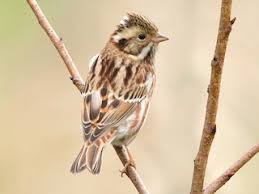 Image result for Emberiza rustica