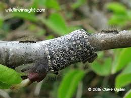 Attēlu rezultāti vaicājumam “Malacosoma neustria larva”