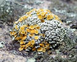 Attēlu rezultāti vaicājumam “Melanohalea olivacea”