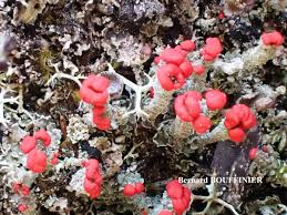 Attēlu rezultāti vaicājumam “Cladonia floerkeana”