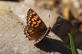 Attēlu rezultāti vaicājumam “Hamearis lucina”