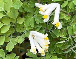 Attēlu rezultāti vaicājumam “Corydalis”