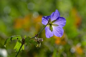 Attēlu rezultāti vaicājumam “Geranium pratense flower”
