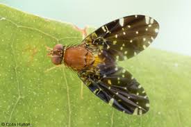 Attēlu rezultāti vaicājumam “Tephritidae”