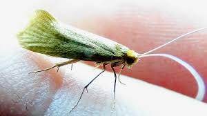 Attēlu rezultāti vaicājumam “Nematopogon sp.”