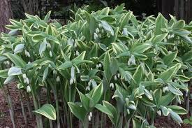 Attēlu rezultāti vaicājumam “Polygonatum multiflorum  fruit”