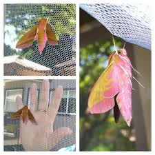 Attēlu rezultāti vaicājumam “Deilephila elpenor”