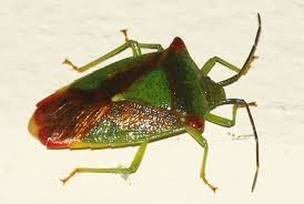 Attēlu rezultāti vaicājumam “Acanthosoma haemorrhoidale imago”