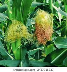 Attēlu rezultāti vaicājumam “Zea mays female flower”
