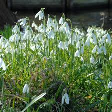 Attēlu rezultāti vaicājumam “Galanthus nivalis bud”