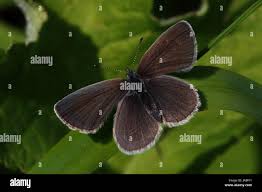 Attēlu rezultāti vaicājumam “Cupido minimus female”