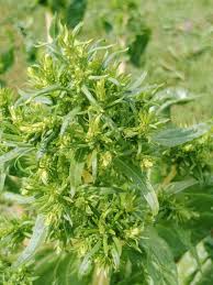 Image result for Beta vulgaris