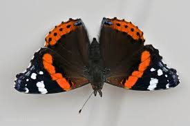 Attēlu rezultāti vaicājumam “Vanessa atalanta”