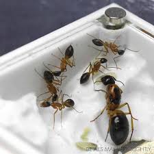 Image result for ytong ants