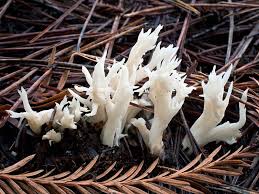 Attēlu rezultāti vaicājumam “Clavulina coralloides”