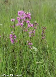 Attēlu rezultāti vaicājumam “Silene viscaria fruit”