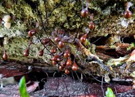 Attēlu rezultāti vaicājumam “Lycogala fuscoolearium macro”