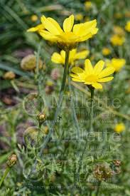 Image result for Chrysanthemum segetum