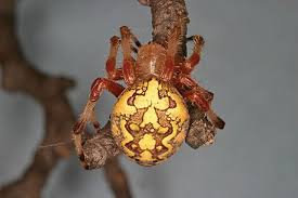 Attēlu rezultāti vaicājumam “Araneus marmoreus”