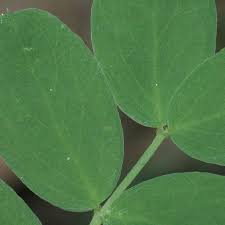 Attēlu rezultāti vaicājumam “Lathyrus niger leaf”