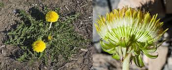 Attēlu rezultāti vaicājumam “Taraxacum officinale aggr. flower”