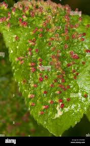 Attēlu rezultāti vaicājumam “Eriophyes padi”