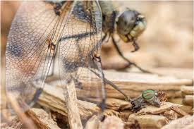 Attēlu rezultāti vaicājumam “Libellula quadrimaculata larva”