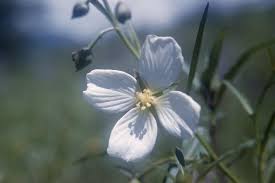 Attēlu rezultāti vaicājumam “Onagraceae”