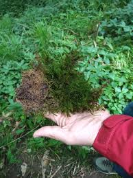 Attēlu rezultāti vaicājumam “Palustriella”