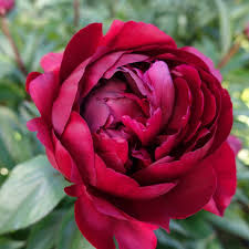 Attēlu rezultāti vaicājumam “Paeonia lactiflora flower”