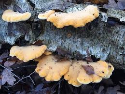 Attēlu rezultāti vaicājumam “Phyllotopsis nidulans”