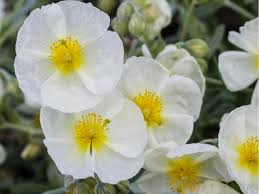 Attēlu rezultāti vaicājumam “Helianthemum x hybridum”