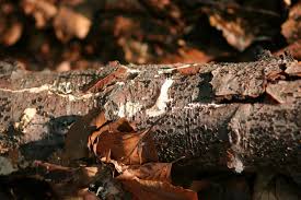 Attēlu rezultāti vaicājumam “Diatrype disciformis”