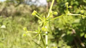 Attēlu rezultāti vaicājumam “Galium album fruit”