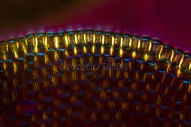 Attēlu rezultāti vaicājumam “Mylia anomala”