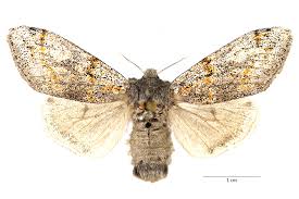 Attēlu rezultāti vaicājumam “Gynaephora selenitica”