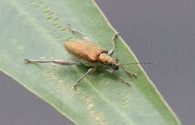 Attēlu rezultāti vaicājumam “Donacia dentata”