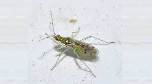 Attēlu rezultāti vaicājumam “Dicyphus sp.”