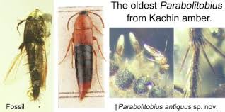 Attēlu rezultāti vaicājumam “Tachyporus sp.”