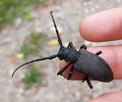 Attēlu rezultāti vaicājumam “Lamia textor”