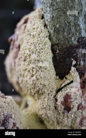 Attēlu rezultāti vaicājumam “Fuligo septica var. candida spores”