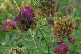 Attēlu rezultāti vaicājumam “Medicago sativa subsp. sativa”