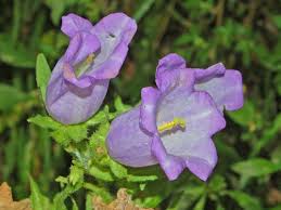 Image result for Campanula medium