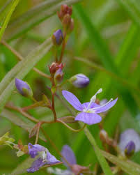 Attēlu rezultāti vaicājumam “Veronica scutellata flower”